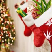 Christmas Came Early for Marijuana Stocks