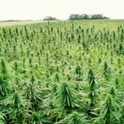 Even farmers are shifting from tobacco to hemp and CBD