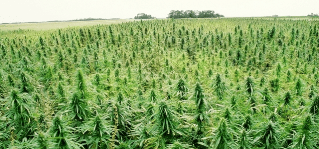Even farmers are shifting from tobacco to hemp and CBD