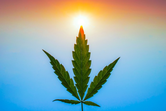 Marijuana leaf with a hazy blue and orange background of a body of water and a sunrise or sunset.