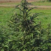 Canada marijuana titans flexing into US hemp industry