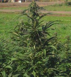 Canada marijuana titans flexing into US hemp industry