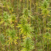 Colorado hemp farmers can tap into state grant to hire interns