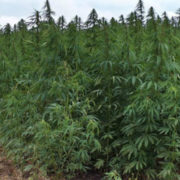 Jujuy signed an agreement to grow and produce cannabis