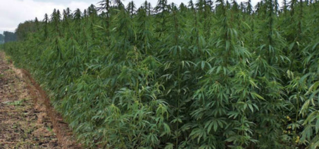 Jujuy signed an agreement to grow and produce cannabis