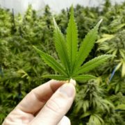 Marijuana Stocks Continue to Benefit From New Innovations