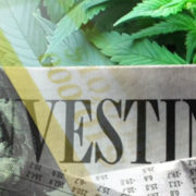 Marijuana Stocks Continue to Ride High