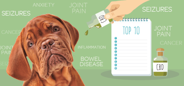 Pet Parents are Using CBD to Treat Arthritis in Dogs