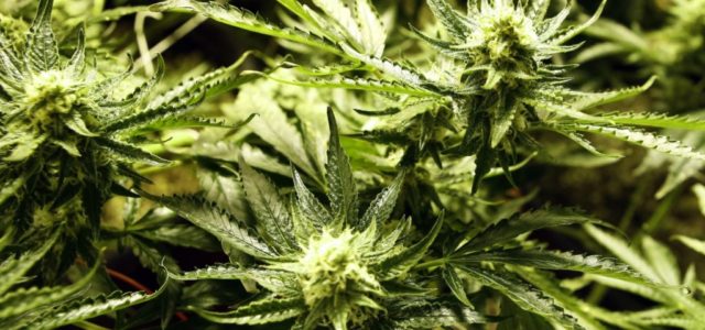 Surgeon General Believes It’s High Time For Marijuana Reclassification