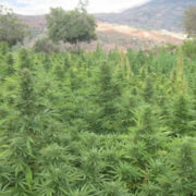 They will install in Jujuy the largest marijuana plantation in the world