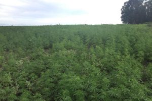 Uruguay continues Latin American cannabis leadership with hemp industry