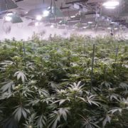 Growing Marijuana Industry Struggles To Attract Employees Of Color