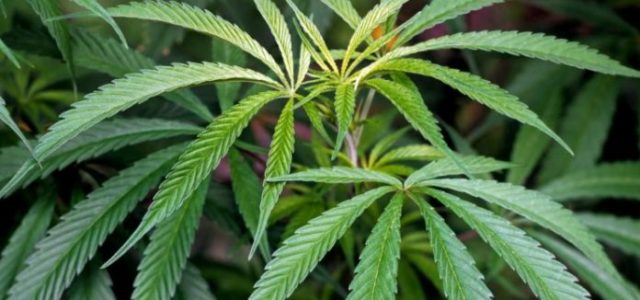 Marijuana Stocks That Could Benefit From New Hemp Laws