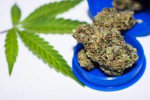 3 Retail Cannabis Stocks to Watch Now That You Can Smoke Medical Marijuana in Florida
