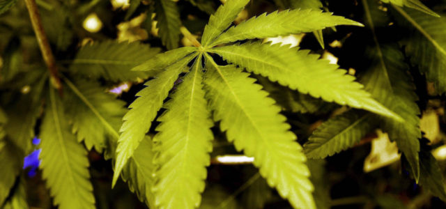 Canada’s legalization of marijuana offers a blueprint for the U.S.