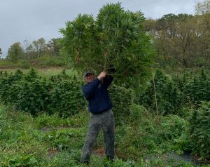 Hemp boom: States report dramatic licensing increases for 2019