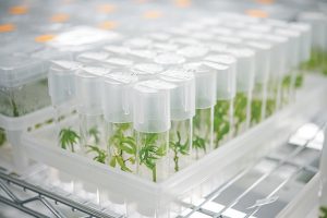 Hemp cultivators turn to tissue culture to increase propagation levels, preserve genetics