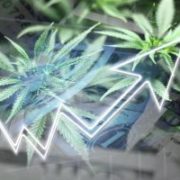 Marijuana News Today: Pot Stocks Rally Following New Jersey Pot Legalization Proposal