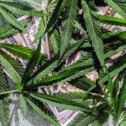 Marijuana News Today: U.S. Marijuana Legalization Expands, HEXO Stock Climbs