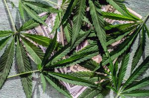 Marijuana News Today: U.S. Marijuana Legalization Expands, HEXO Stock Climbs