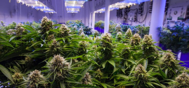 Marijuana Stocks Set To Jumpstart The Week On March 25, 2019