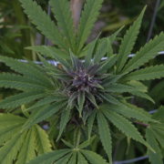 Medical marijuana smoking ban close to being repealed in Florida