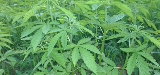 Sales of hemp products in Kentucky surged in 2018