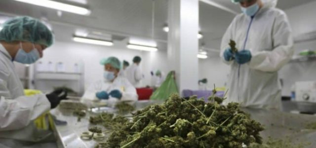 Top Down Cannabis Growers Provide Interesting Marijuana Stock Opportunities