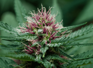 Federal Marijuana Legalization Is Close, Suggests Canopy-Acreage Deal