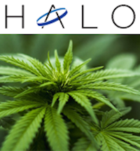 Halo Labs: Building A Cannabis Concentrate & Oil Empire