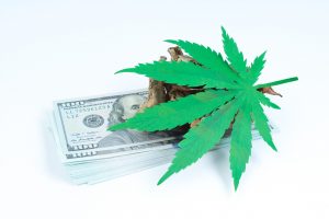 Marijuana News Today