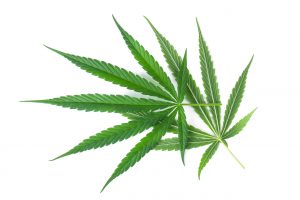 MariMed Inc, U.S. Cannabis and Hemp Operator