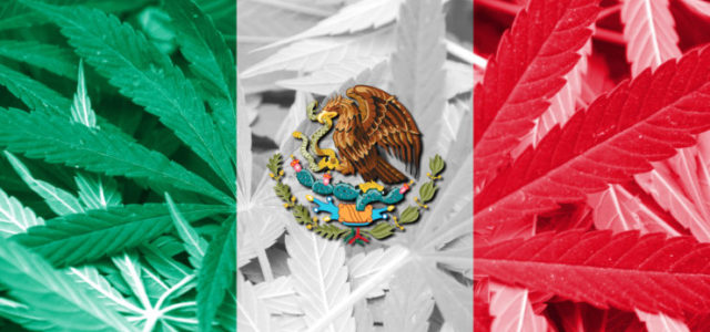 Mexican Cannabis: The New Legal Landscape