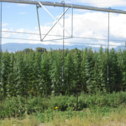 Sanitas Peak to invest $3M in hemp producer Colorado Cultivars