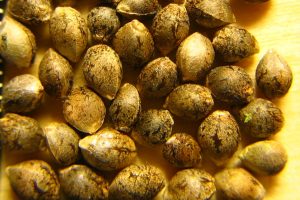 Will hemp farmers have seed for 2019? USDA issues new guidance