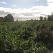 Applications for hemp licenses continue to balloon across US