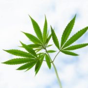 Are Marijuana Stocks Continuing to Lead the Industry?