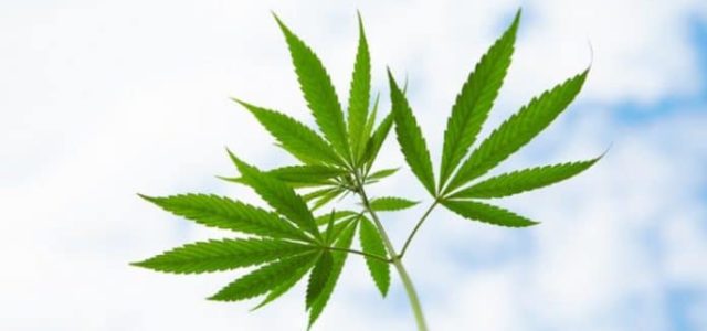Are Marijuana Stocks Continuing to Lead the Industry?