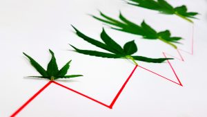 Are Marijuana Stocks Now Correction-Proof?