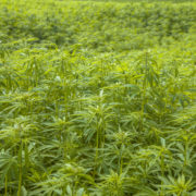 Arizona hemp growing season kicks off amid marijuana industry’s cross-pollination concerns