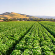 California Proposed Williamson Act Changes Could Expand Availability of Cannabis and Hemp Farmland