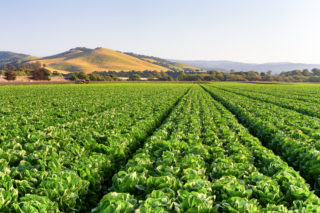 California Proposed Williamson Act Changes Could Expand Availability of Cannabis and Hemp Farmland