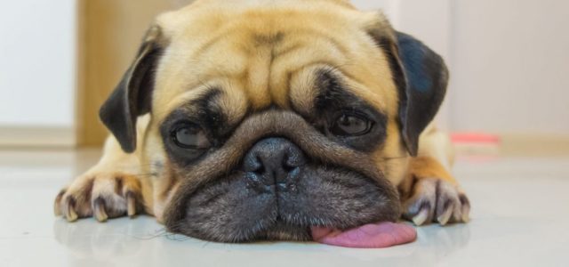 Canine Depression and CBD