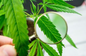 GrowGeneration Corp: “Transformational” Results Could See This Pot Stock Triple in Price in 2019