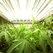 Growing Recreational Pot At Home Not Allowed Under Illinois Legalization Proposal?