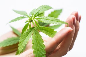Marijuana News Today: Pot Stocks Erratic to End the Week