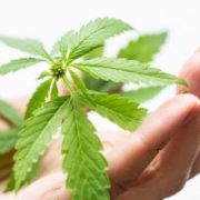 Marijuana News Today: Why CTST Stock Has a Bright Future & Why TLRY Stock Will Struggle