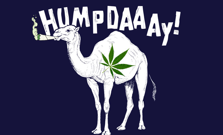 marijuana stocks humpday camel