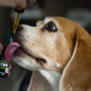 New Cannabis Customer: CBD Can Cure all Diseases in Pets