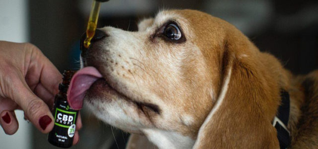 New Cannabis Customer: CBD Can Cure all Diseases in Pets